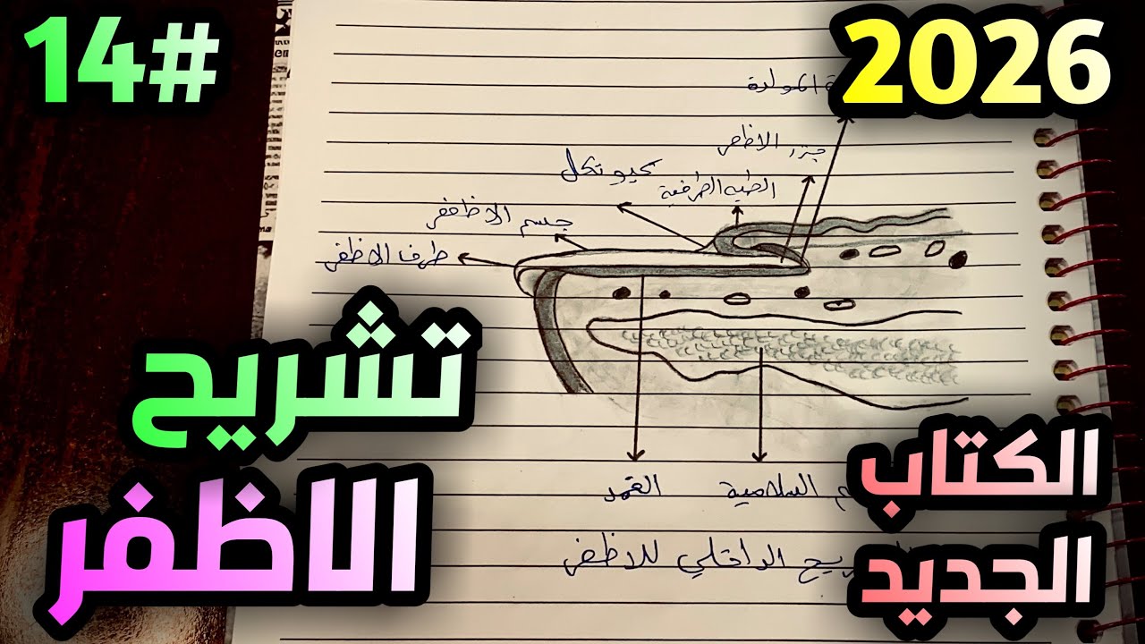 رسم  الأظفر للصف الثالث متوسط الفصل السابع صفحة 85 حسب 