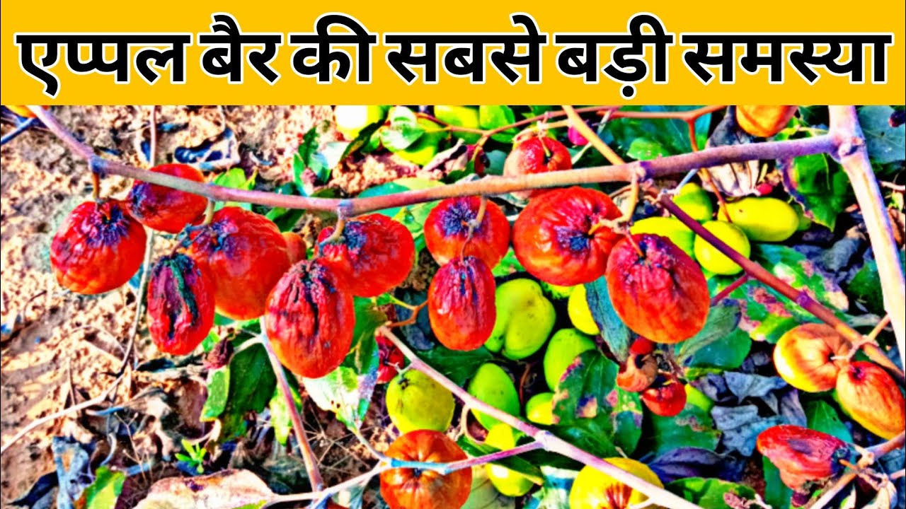 एप्पल बैर में बड़ी समस्या 💯🔥🔥💯  TheGreenFarmer  KargwalAppleBer || @mgRJ31aala