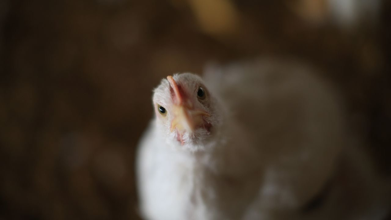 Georgia bulletin might increase chicken prices