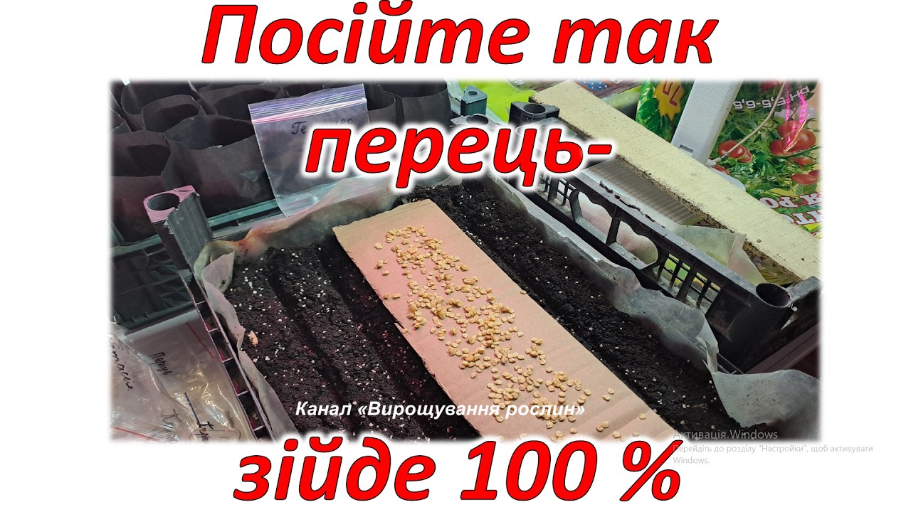 Посійте так перець - зійде 100 %. Сію перець для неопалювальної теплиці 19 лютого