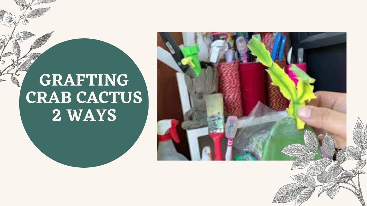 How to Graft Schlumbergera or Crab Cactus 2 Ways