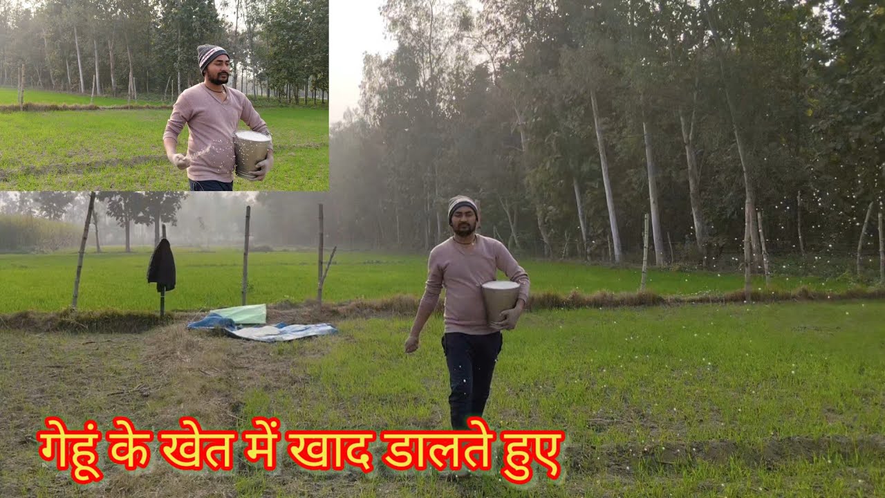 गेहूं के खेत में खाद डालते हुए|| gehun ke khet mein khad dalte hue || #sachintiwarivlog #dehativlog