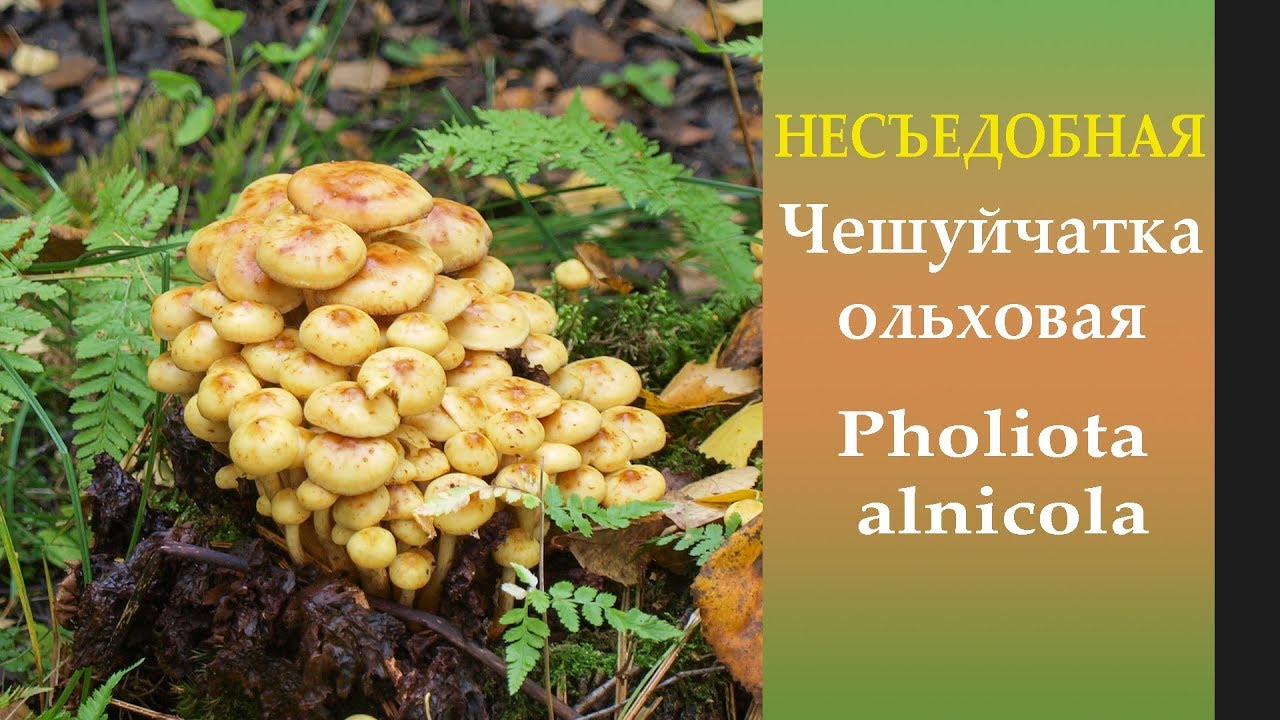 Осторожно! Несъедобный 
