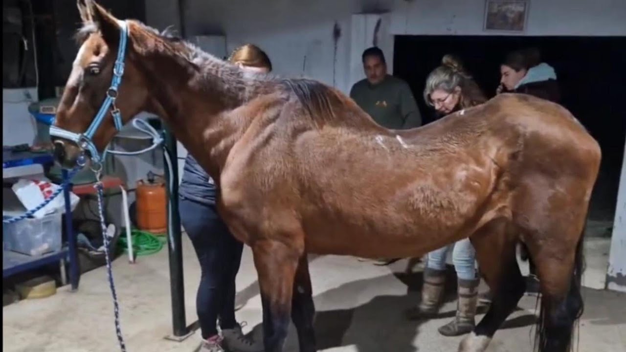 Vlog: Paard op drie benen! Gaat Cheryl haar hoef verliezen?
