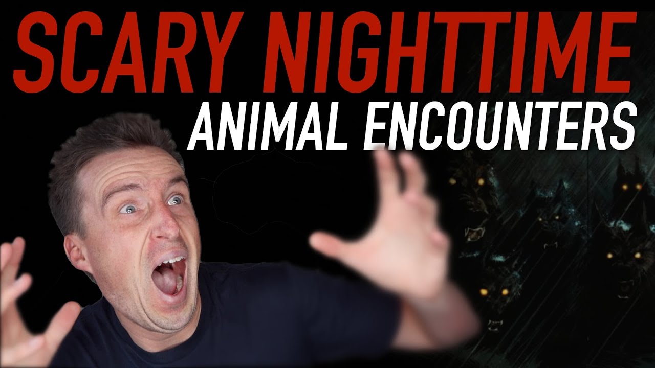 Scary Nighttime Animal Encounters While Camping In My Tent
