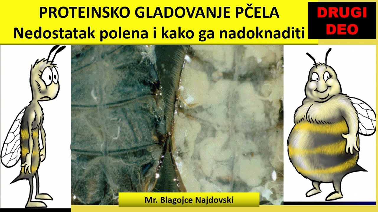 Mr Blagojče Najdovski PROTEINSKO GLADOVANJE PČELA II deo