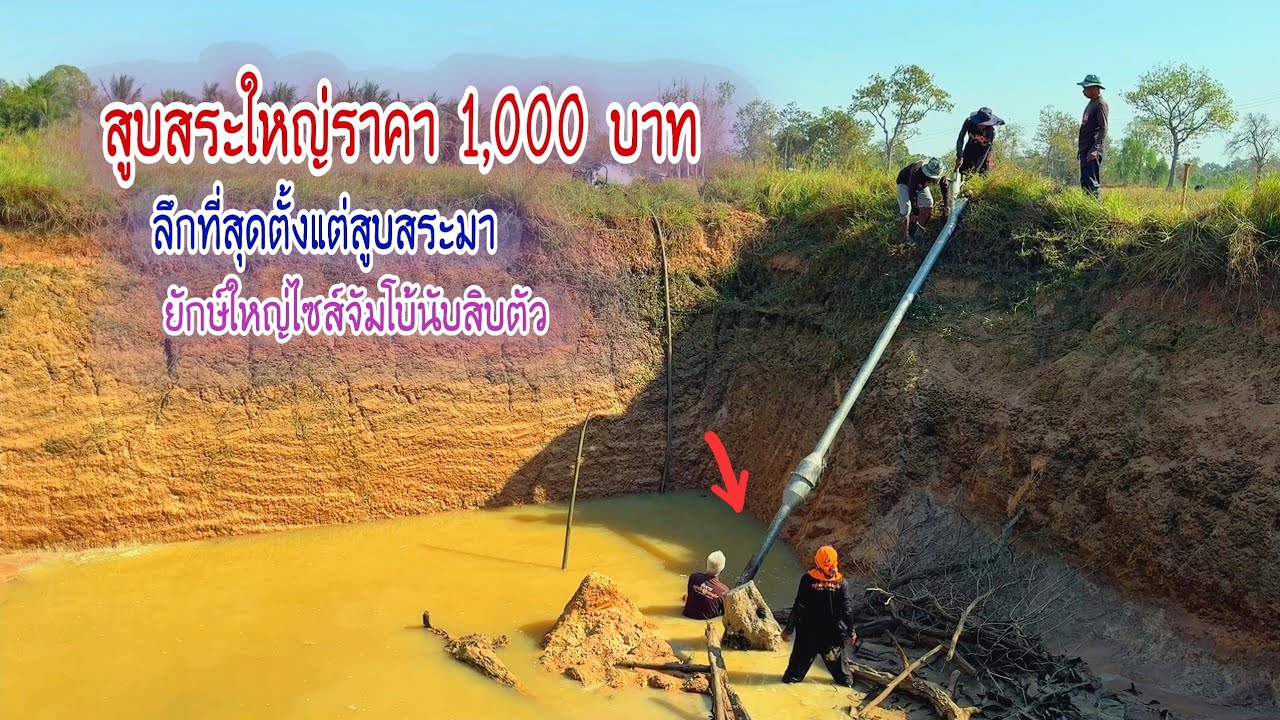 เหมาสระใหญ่ทีเด็ดราคา 1,000฿ ลึกที่สุดตั้งแต่สูบสระมาเจ้าอื่นยังยอม ปลาช่อนยักษ์จัมโบ้โคตรเยอะ