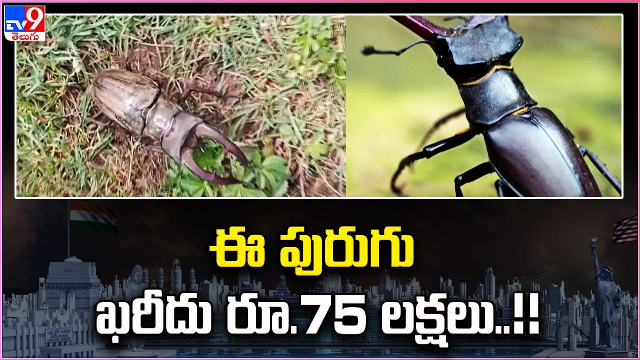 Stag beetle : ఈ పురుగు ఖరీదు రూ.75 లక్షలు ..!! - TV9