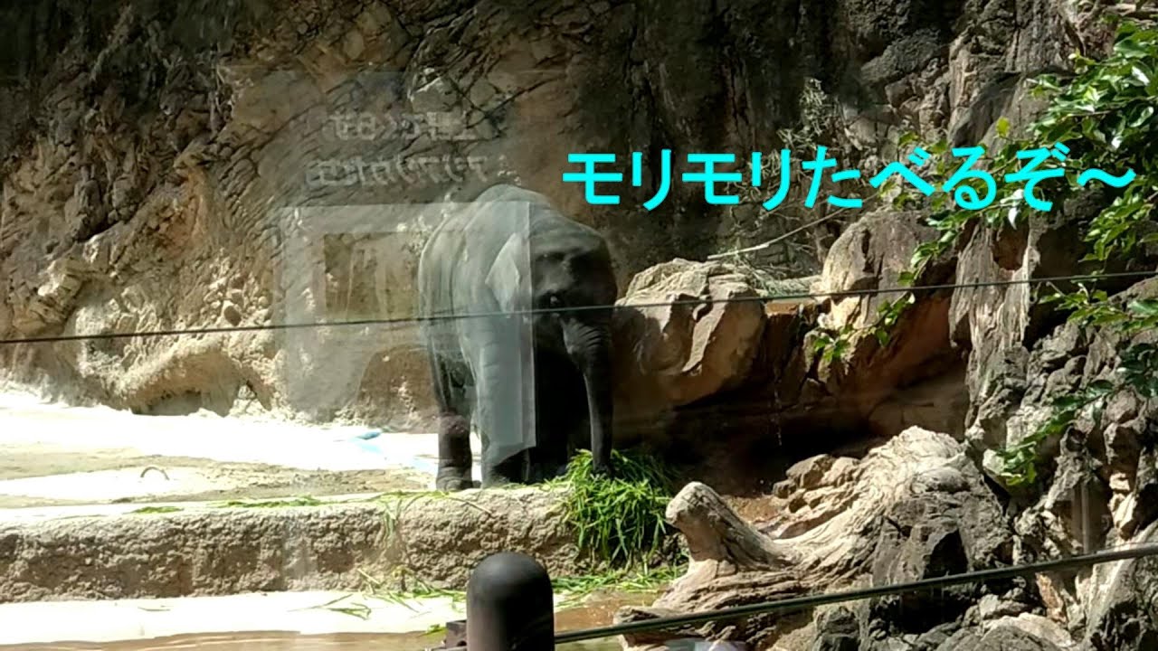 プールに落ちた後はお腹がすくぞ～♪　仲良くお食事　上野動物園