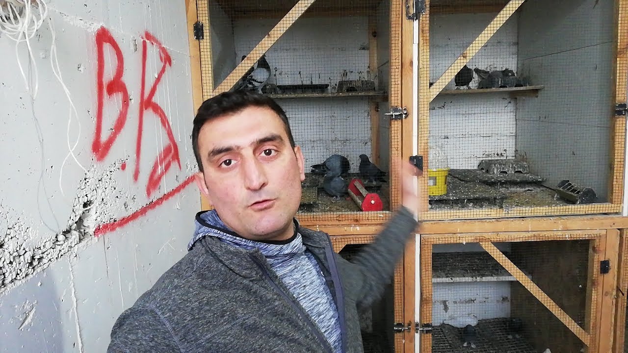 İzmitin Profesyonel, Performans Oyun Kuşçuları. Nurettin Bağaçın Taklacı Güvercin Kümesindeyiz.