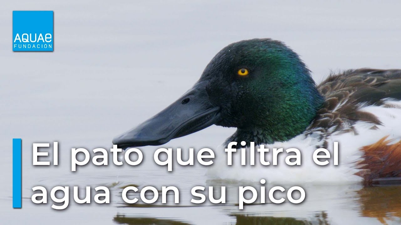Lo m&aacute;s llamativo del PATO CUCHARA  es su PICO ESP&Aacute;TULA