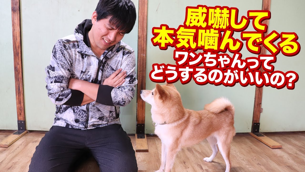 威嚇して本気で噛んでくるワンちゃんってどうするのがいいの？どうやって向き合えばいいのか？