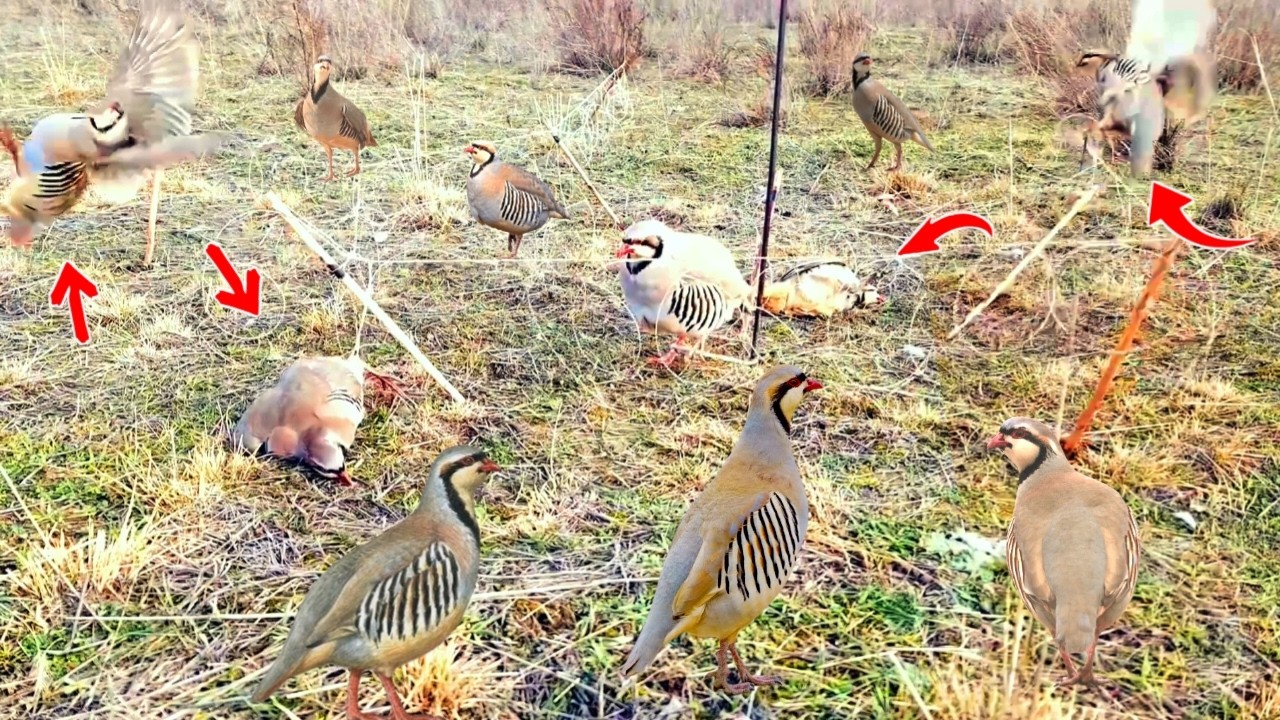 Incredible Survival Trap: All Birds Caught Together! #World_Adventure_Skill