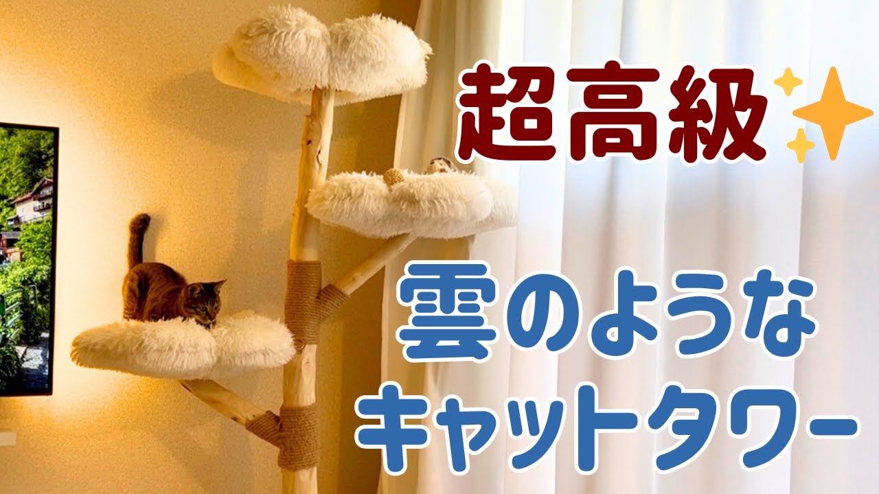 【正直レビュー】キジトラ猫お気に入りのキャットタワー(MyUnipet 【雲にのる】天然木キャットタワー)