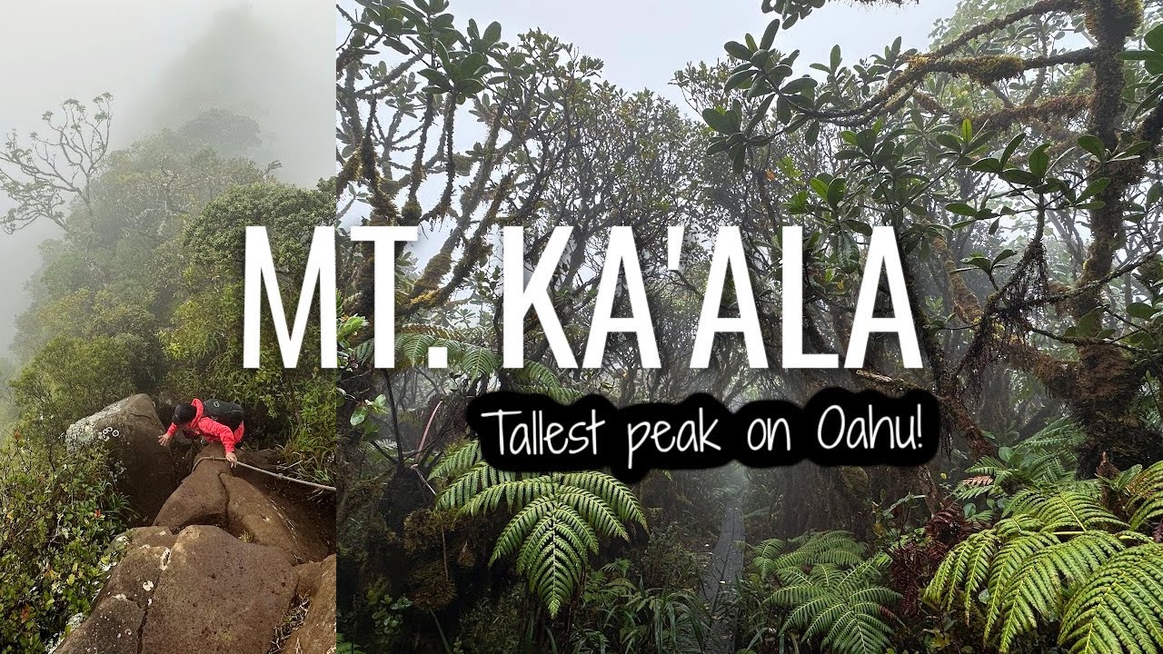 Climbing Mount Ka'ala trail - Highest peak on Oahu Hawaii