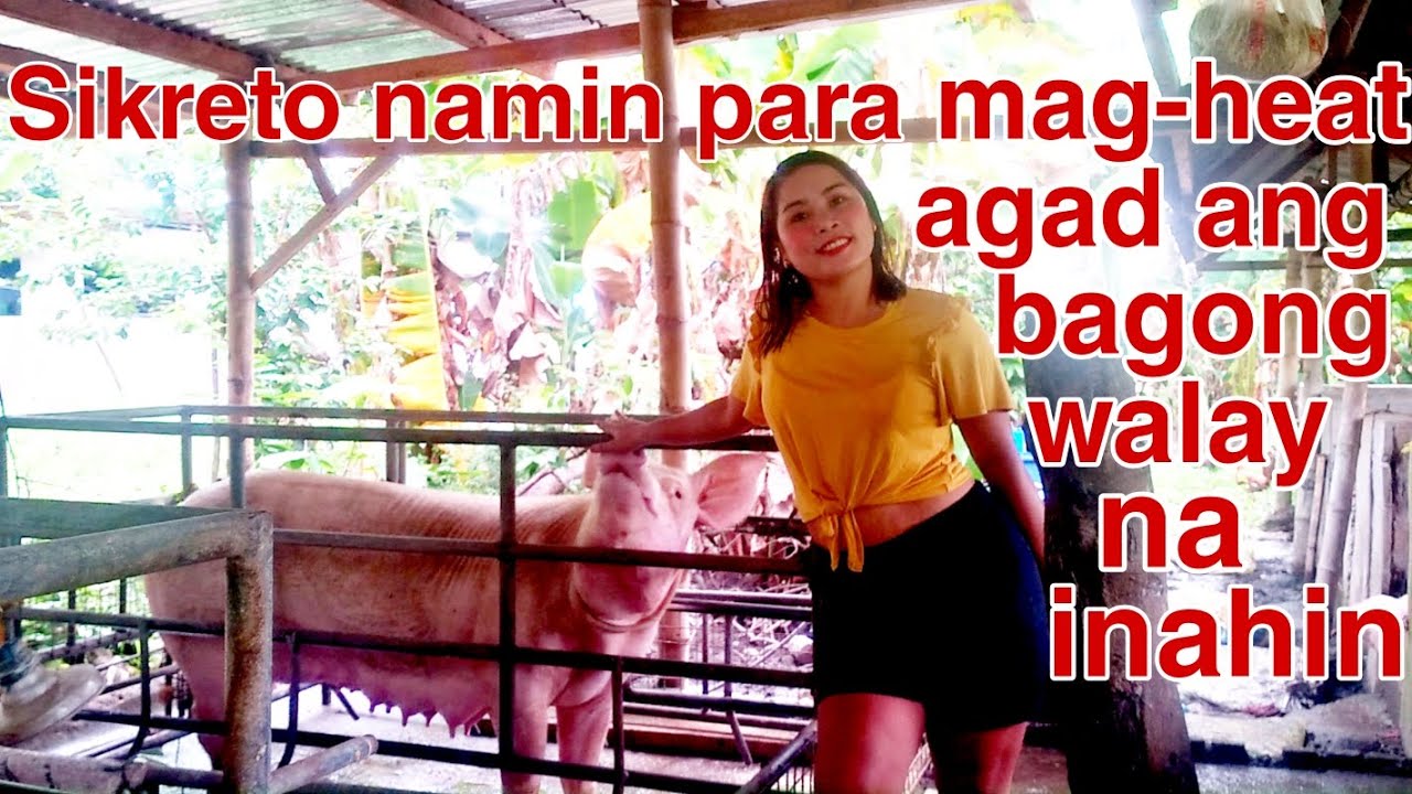 Paraan namin para maglandi agad ang bagong hiwalay sa biik na inahin|Oonagh Backyard Farm