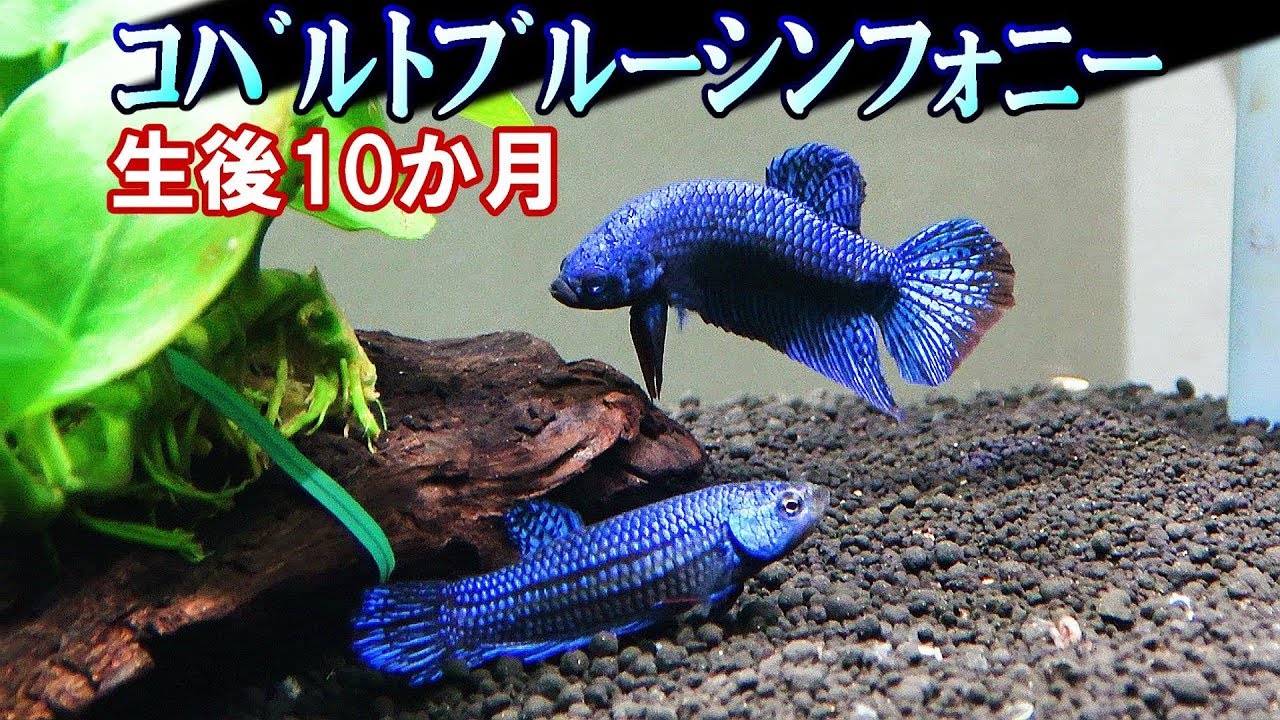 【ベタの繁殖】混泳水槽から単独飼育に！新ﾜｲﾙﾄﾞﾊｲﾌﾞﾘｯﾄﾞﾍﾞﾀ・ｴｲﾘｱﾝ