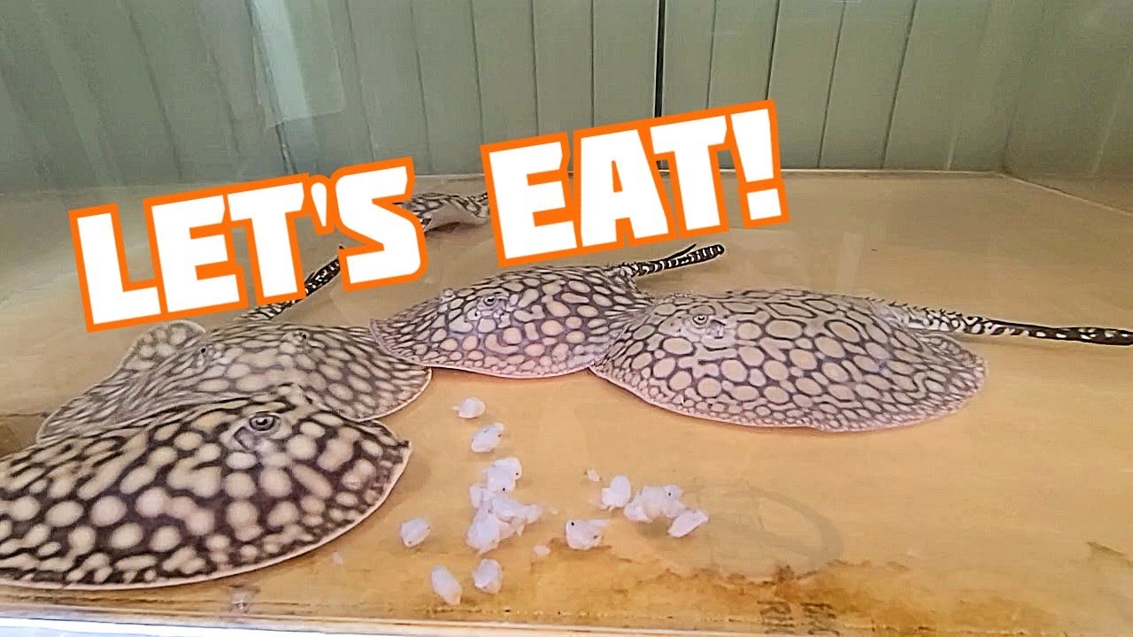 Feeding our Stingray Pups