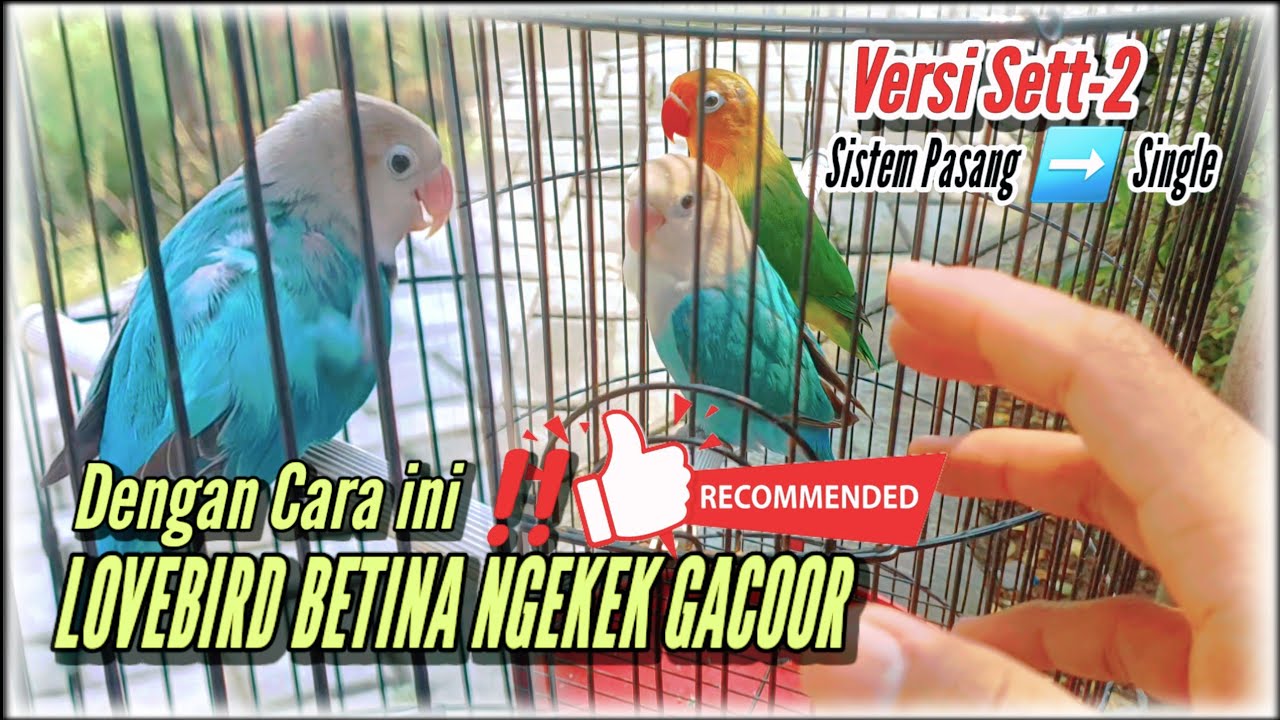 Membuat Lovebird Betina Ngekek Gacooor Dengan Terapi sistem Pasang ➡️ sigle
