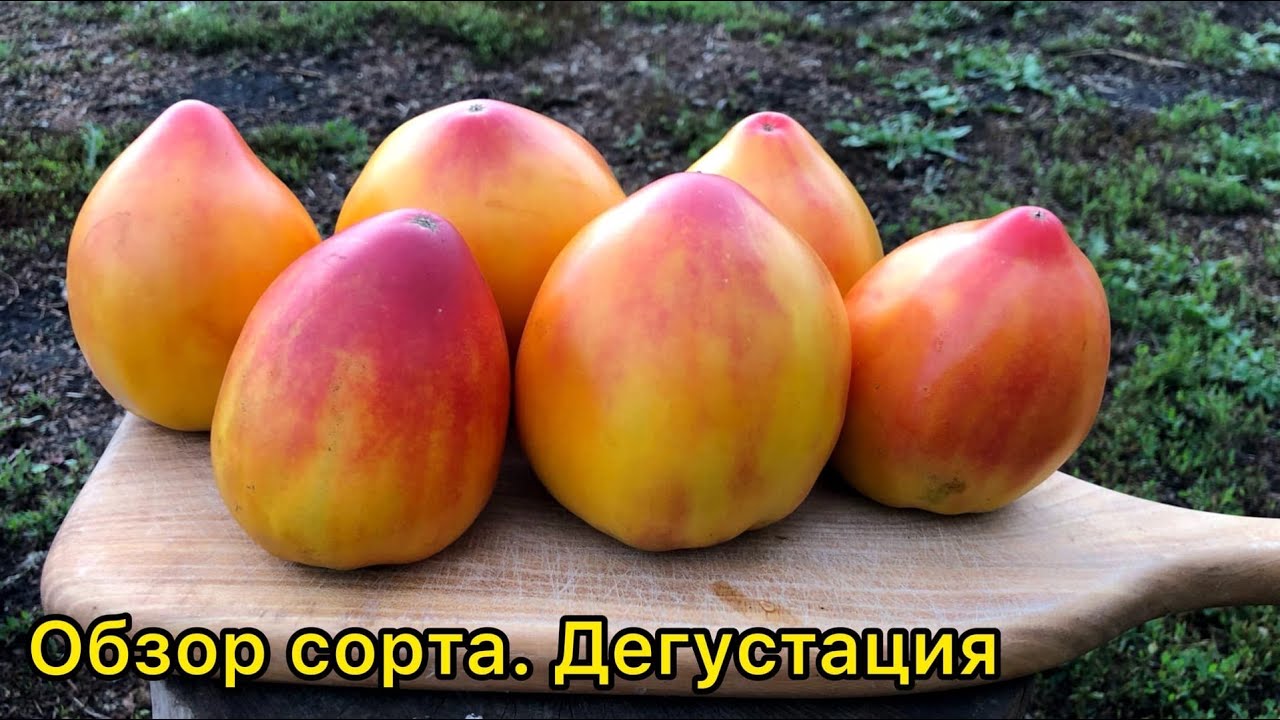 Мясистый, вкусный биколор - Козула 156 (Kosovo x Copia). Обзор сорта томата.