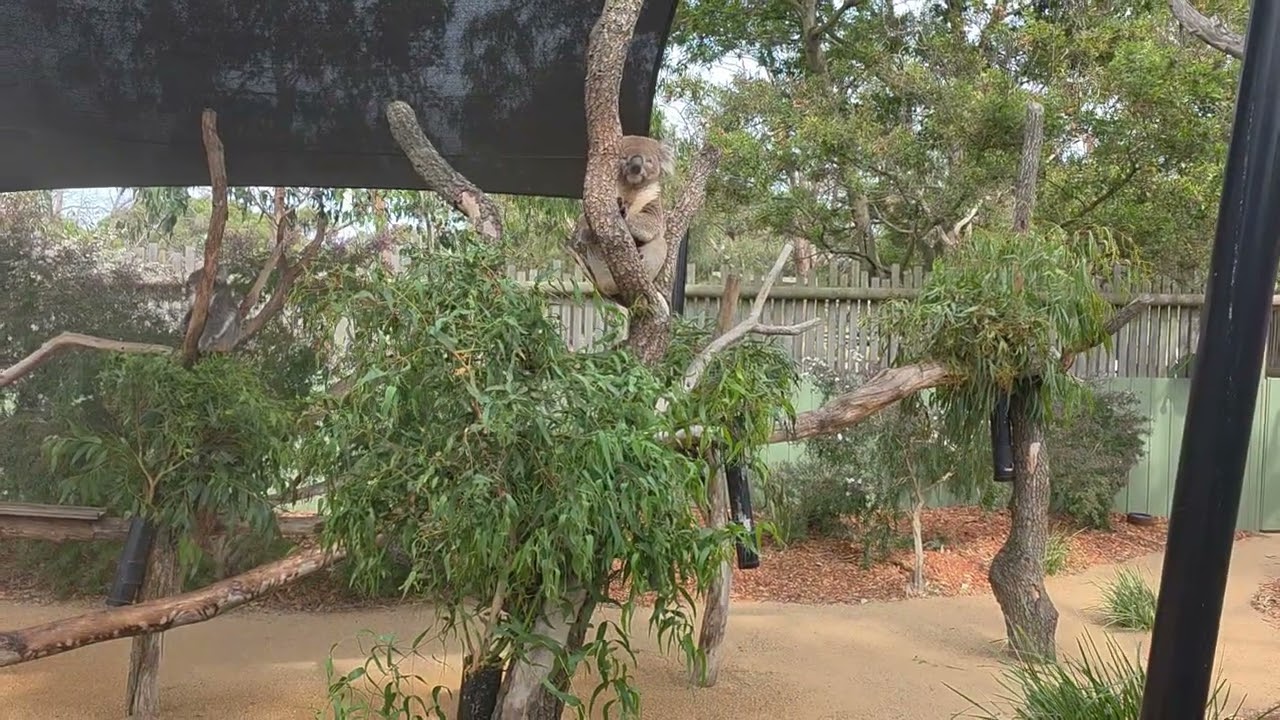 Moonlit Sanctuary Wildlife Conservation Park  #travelwithsalmeen ##marsztour 