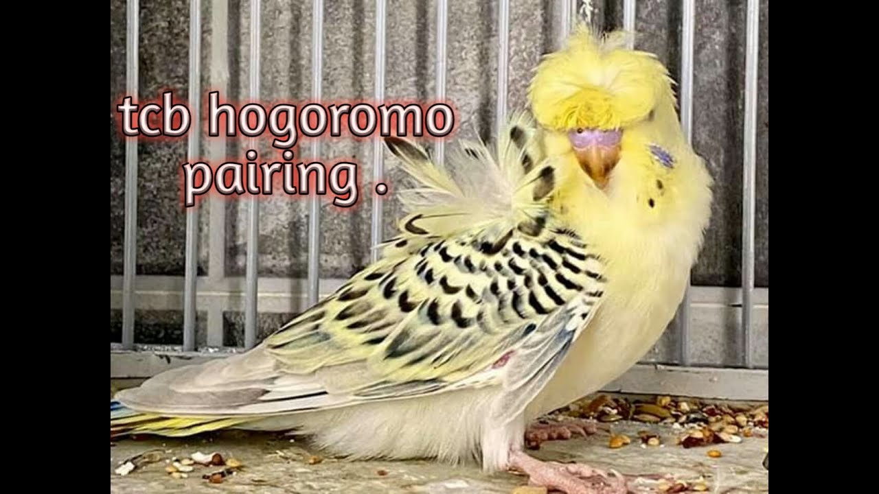 TCB hogoromo working | rainbows budgies | setup update | TCB hogo wroking | How to produce tcb hogo