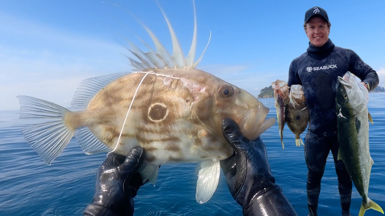 Solo Spearfishing NZ Yellowtail Kingfish & John Dory | Exploring new Reefs in New Zealand