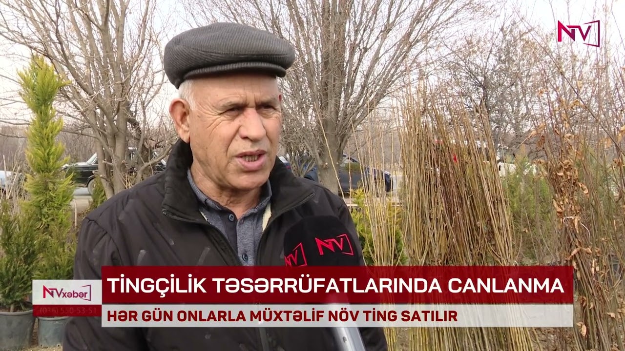 Naxçıvanda ən çox hansı ağacların tingləri satılır?