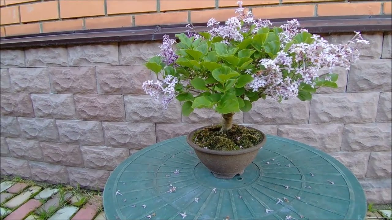 Бонсай сирень Мейера Bonsai Syringa meyeri 2022 год весна