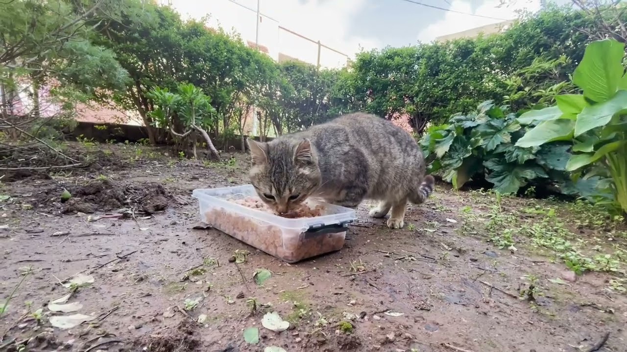Feeding a Hungry Cat in the Cold