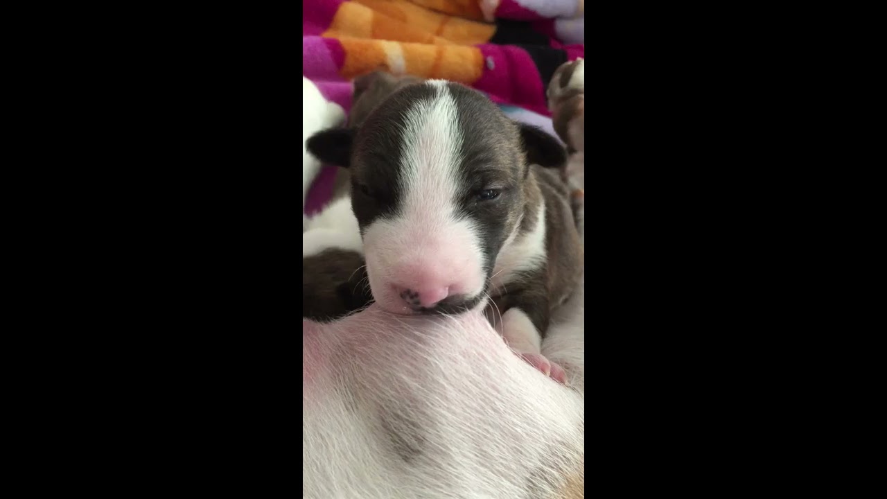 #11–Turn Up the Milk—Eightball and Puddins at Evolution’s Kennel—The Only Acceptable Bully