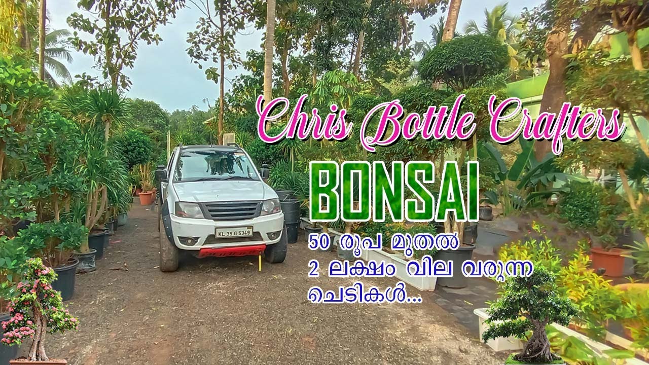 #chrisbottlecrafters #bonsai #bonsaitree  BONSAI | ബോൺസായ് | 50 രൂപ മുതൽ 2 ലക്ഷം വില വരുന്ന ചെടികൾ