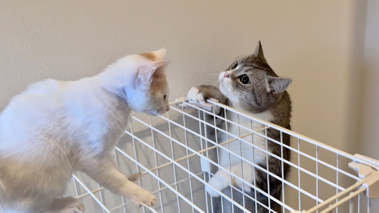新入り子猫がケージから降りられずピンチになってたときのボス猫の対応が神すぎました…