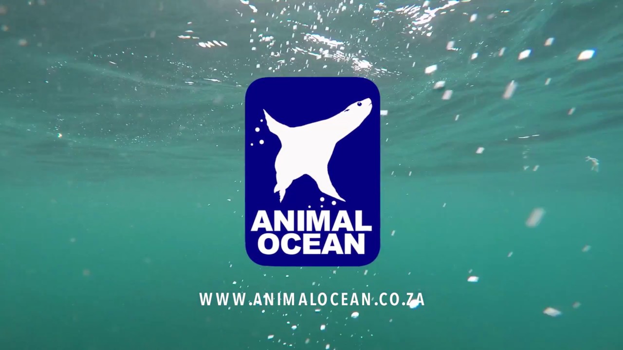 SEAL SNORKELING in Cape Town with Animal Ocean