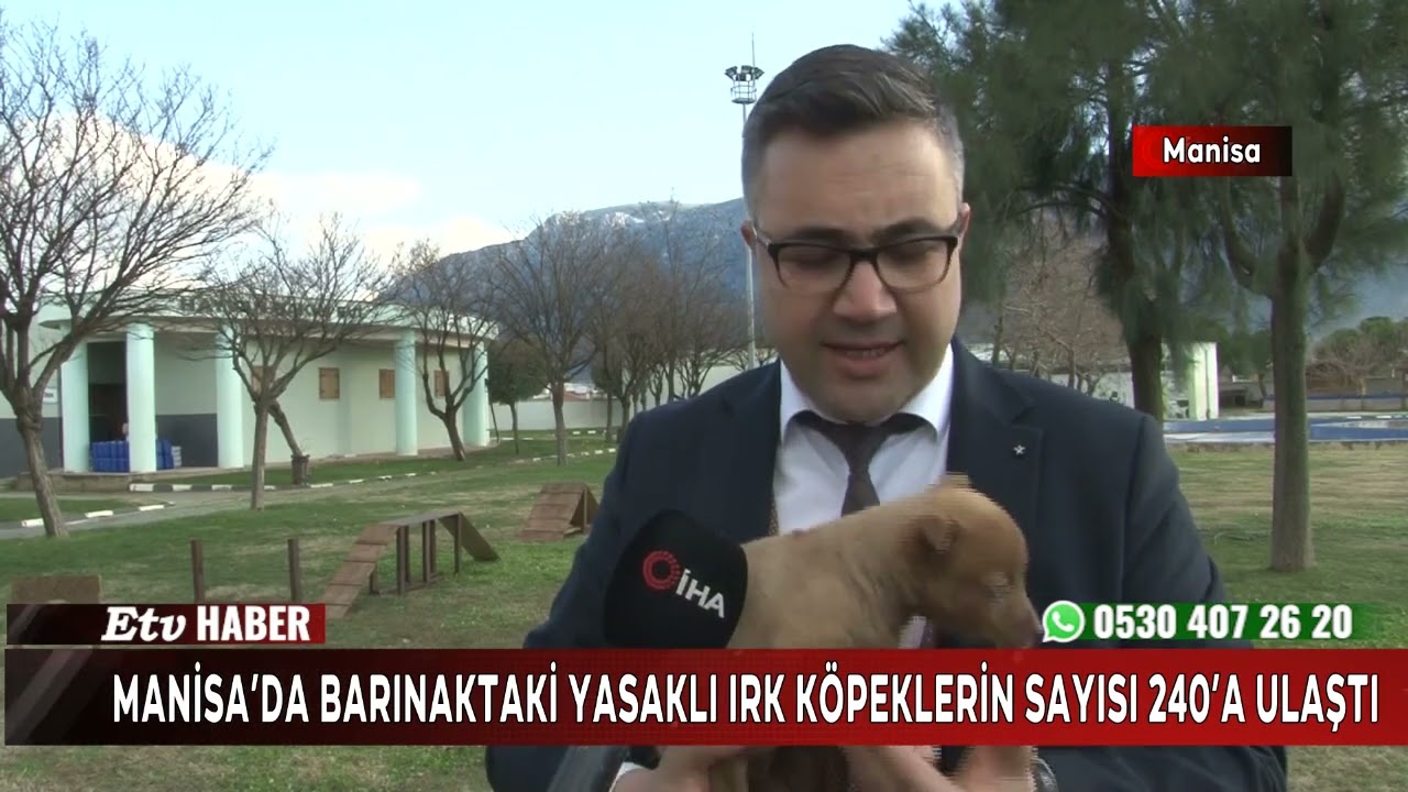 Manisa’da barınaktaki yasaklı ırk köpeklerin sayısı 240’a ulaştı