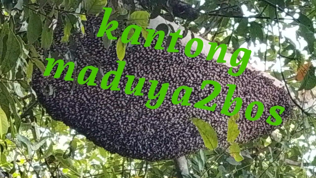 Alhamdulillah madu ya lumaian kwan