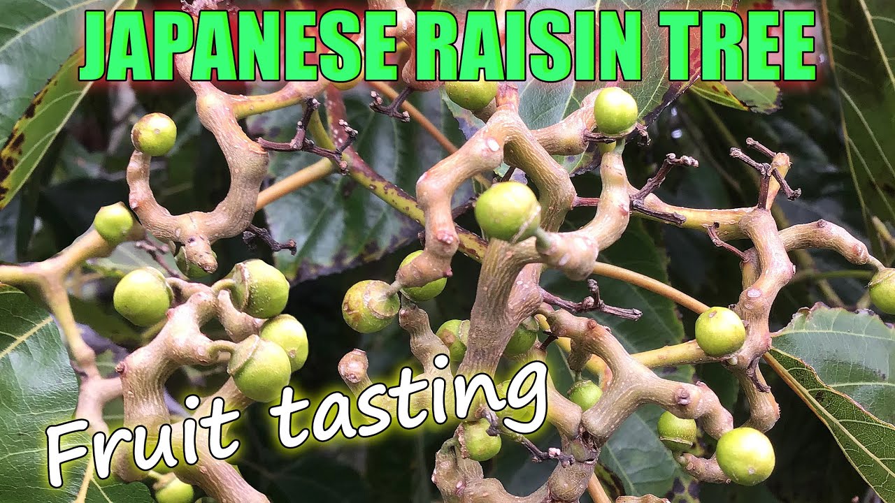 Tasting Japanese Raisin Tree Fruits - A Review