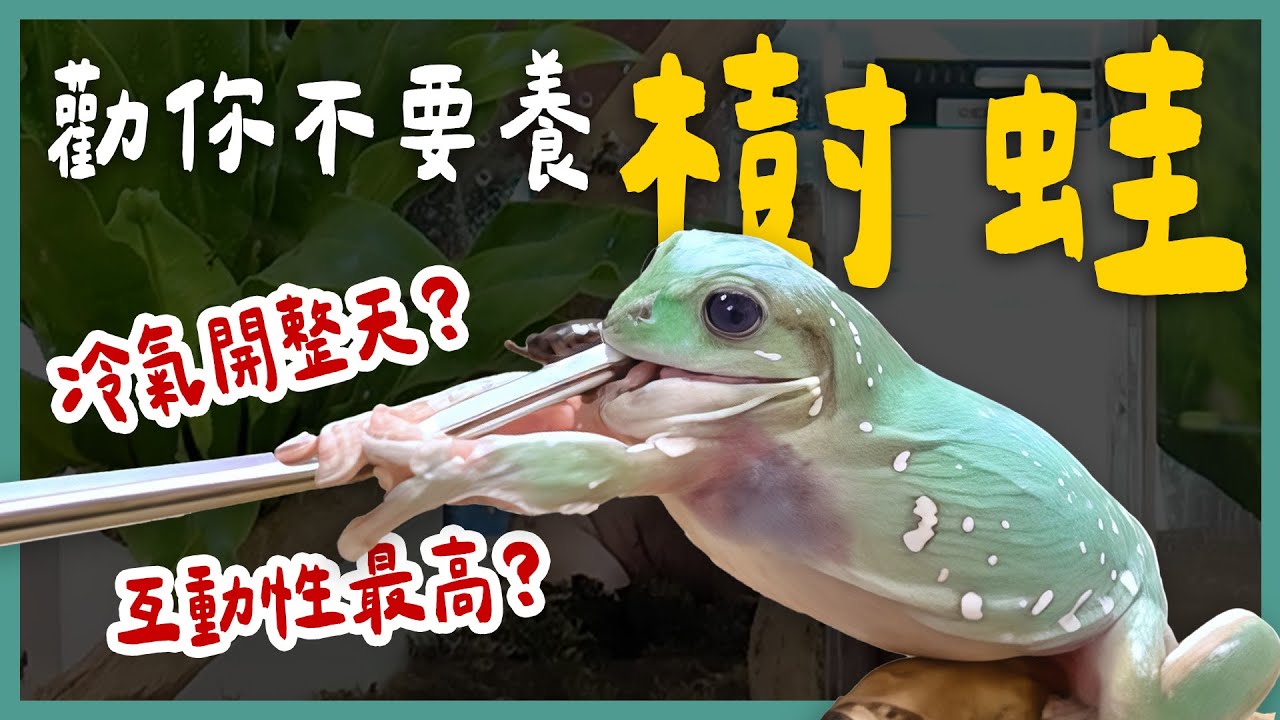 老爺樹蛙/玻璃蛙/牛奶蛙/紅眼樹蛙一次看！樹蛙可以群養？牛奶蛙有毒怎麼辦？養樹蛙環境怎麼佈置？《勸你不要養》EP26 | 蝌蚪老師與三桃