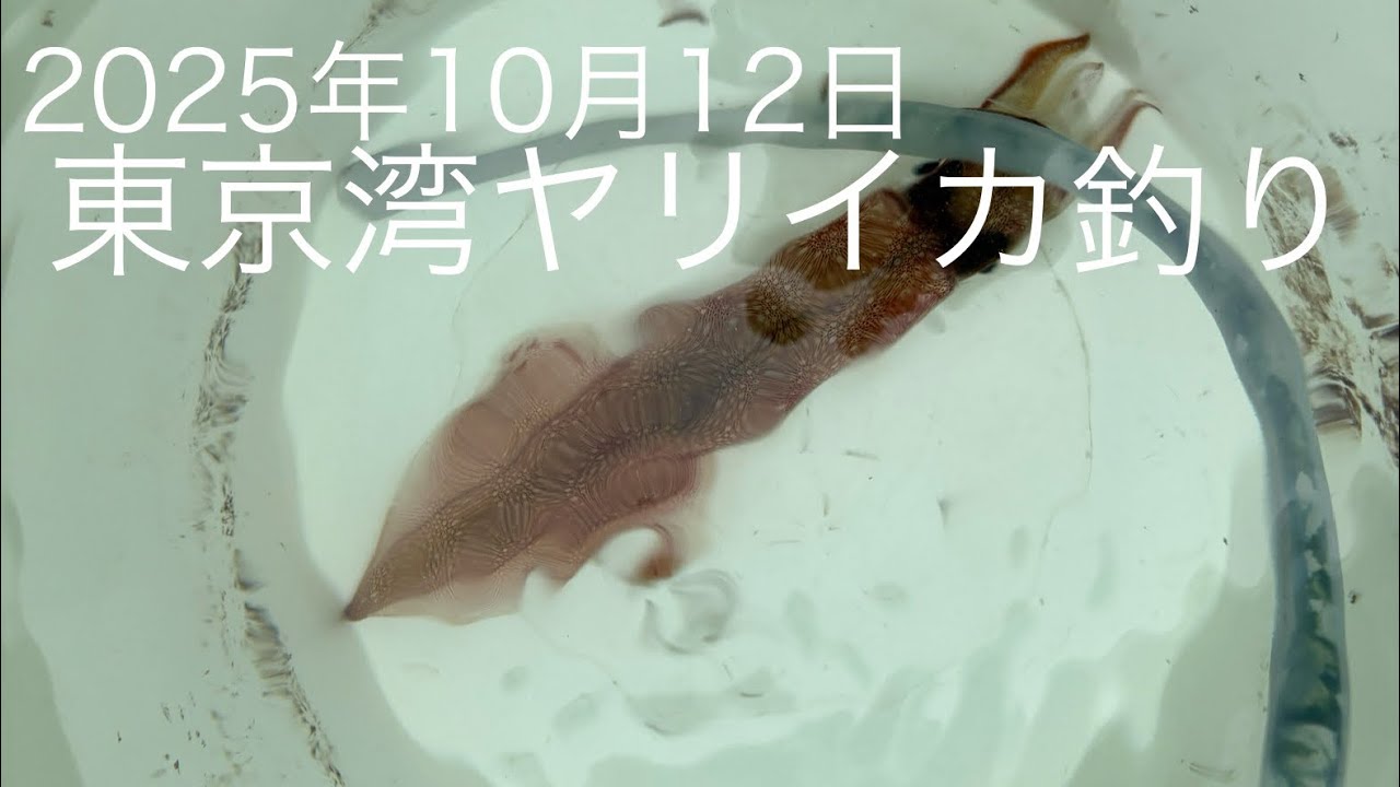 東京湾ヤリイカ釣り 2025年10月12日