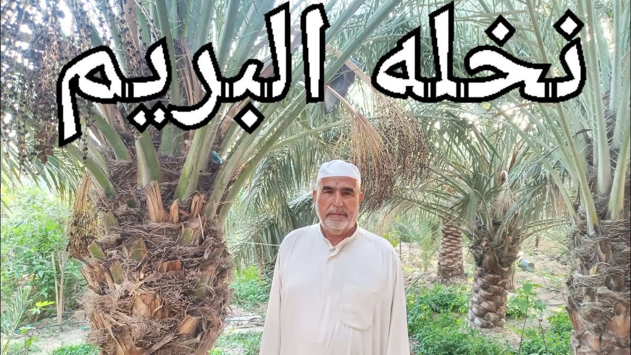 معلومات ليس الكل يعرفها عن نخلة البريم