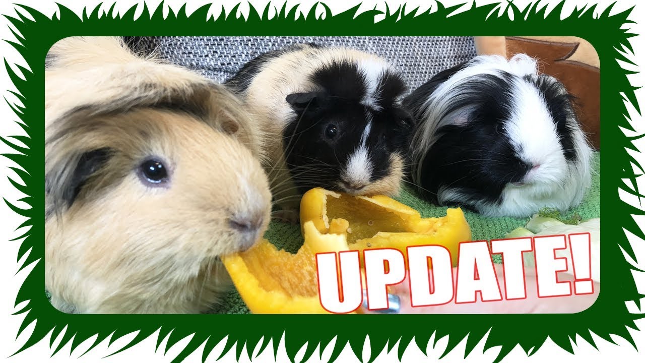 Alles was Ihr über unsere Meerschweinchen wissen müsst - Meerie UPDATE | Die Meeries