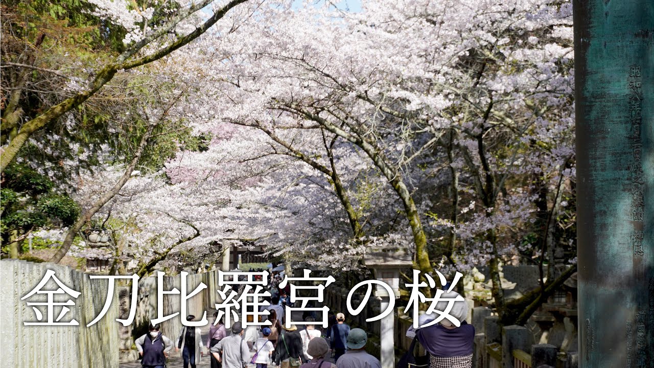 金刀比羅宮の桜　#sakura #香川観光
