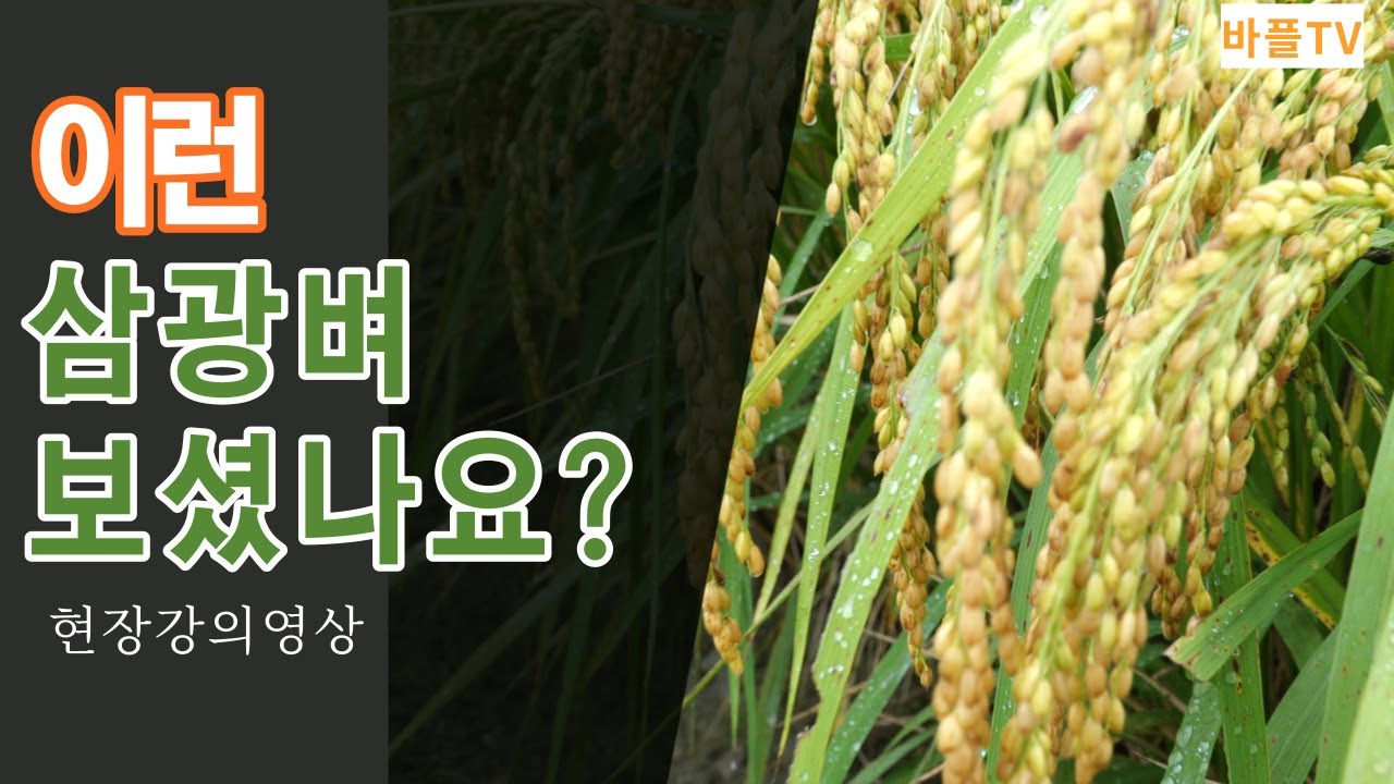 [바플티비]이런 삼광벼 보셨어요???수확량뿐만아니라 도복은 일절없네요!