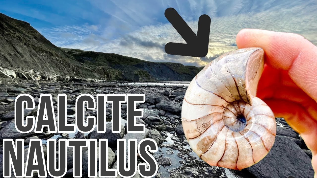 White Calcite Nautilus | Fossil Hunter
