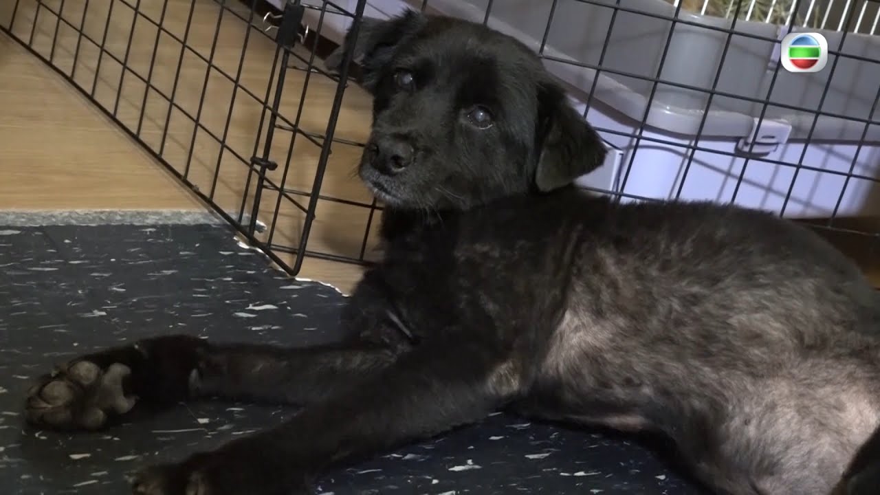 東張西望｜搶狗羅生門｜狗主｜拯救動物團體｜大火拼