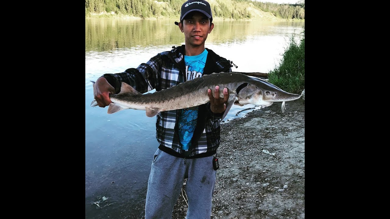 Fishing for Dino (Sturgeon) NSR Edmonton