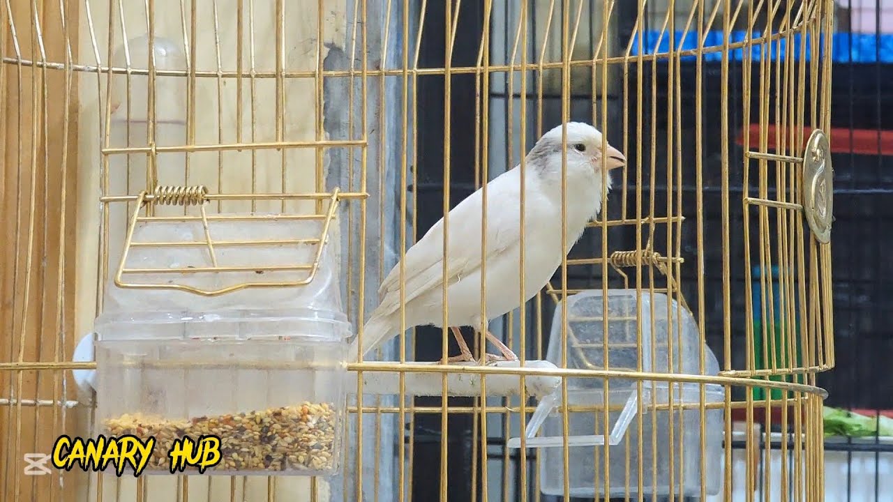 White canary bird singing non stop \ Best canary training song ever