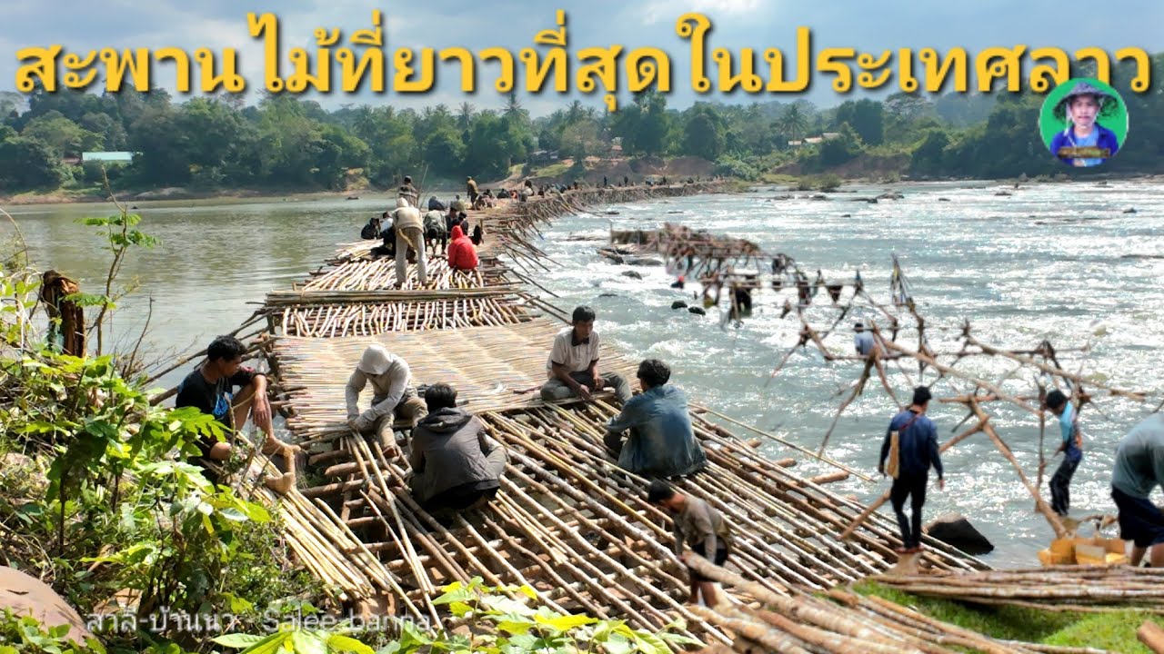 เที่ยวลาว ชาวบ้านสร้างสะพานไม้ ที่ยาวที่สุดในประเทศลาว บ้านเก่งอาลองเมืองนอง แข่งสะหวันนะเขต