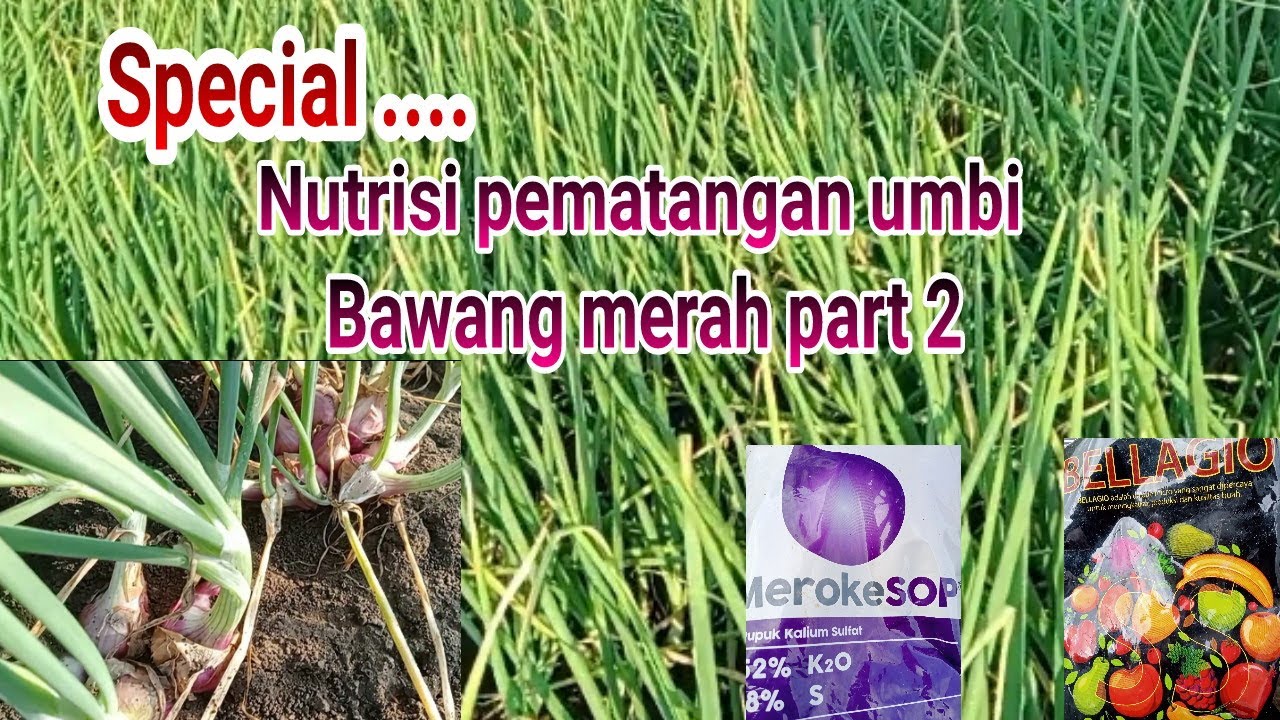 Special nutrisi pematangan umbi bawang merah part 2