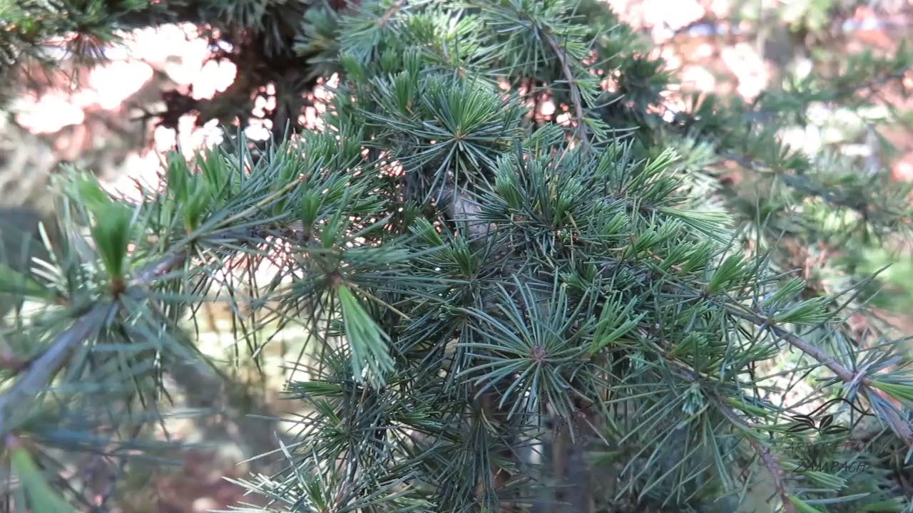 Cedrus deodara 'Pendula' cedr himal&aacute;jsk&yacute;
